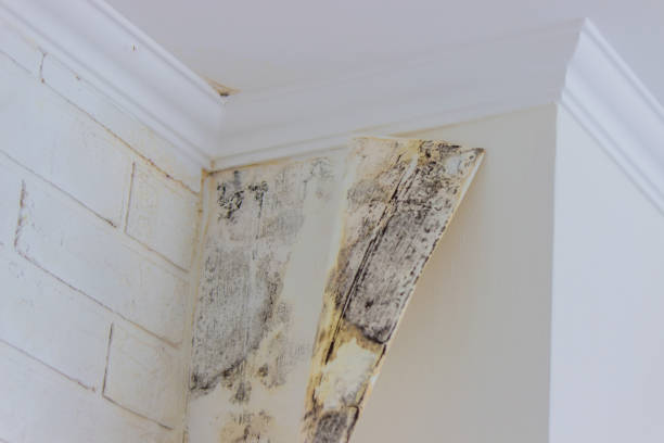 Why You Should Choose Our Mold Remediation Services in Eureka Springs, AR